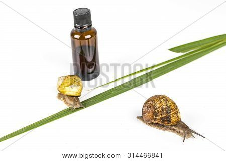 Cosmetics Organic Made With Slaver Of Snail, Very Good For Skin And Health And Fashion In Europe.pot