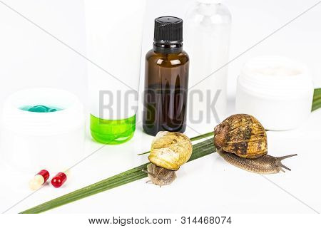 Cosmetics Organic Made With Slaver Of Snail, Very Good For Skin And Health And Fashion In Europe.pot