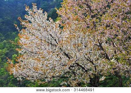 White And Pink Cherry Blossom In Full Bloom. Cherry Flowers In Small Clusters On A Cherry Tree Branc