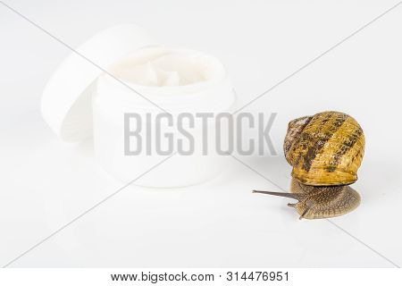 Cosmetics Organic Made With Slaver Of Snail, Very Good For Skin And Health And Fashion In Europe. Po