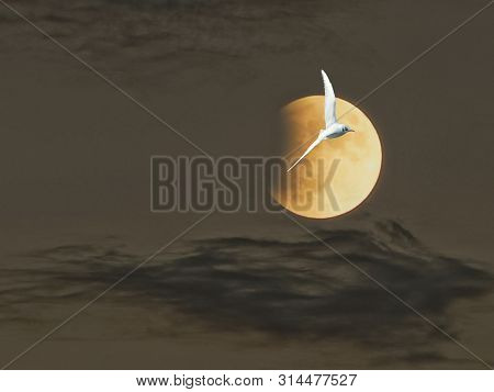 Meditation In The Clouds With The Moonlight