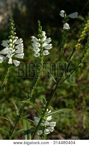 Physostegia Virginiana White Flowers On A Dark Background Of Greenery In The Garden, Lily Of The Val