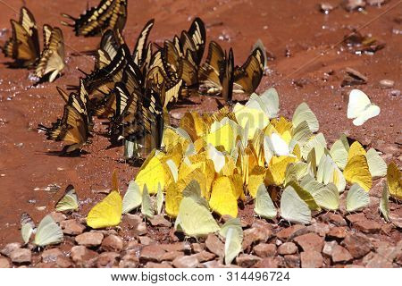 Many Yellow And Black Pieridae Butterflies Gathering Water On Floor Mud. Butterflies Are Feeding Min