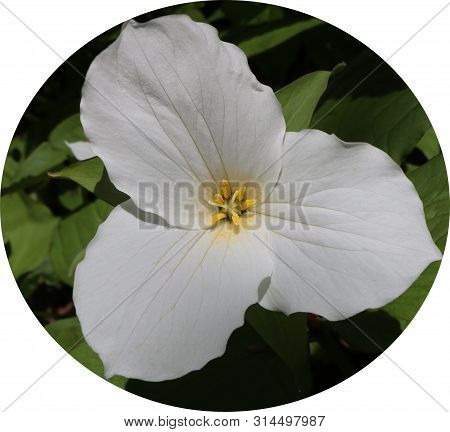 Close-up Of White Trillium Plant The Official Flower Of Ohio And Ontario Cut Out In A Circle