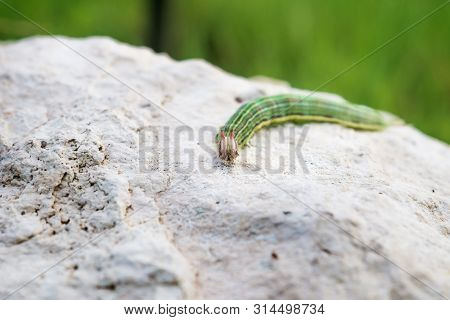 Green caterpillar with yellow stripes and red horns on a stone, El Remate, Peten, Guatemala