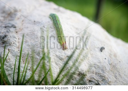 Green caterpillar with yellow stripes and red horns on a stone in the grass, El Remate, Peten, Guatemala