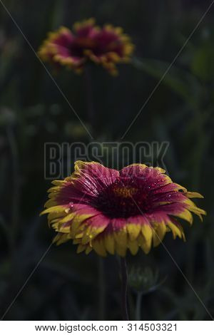 Beautiful Flower Tsiniya From The Summer Garden