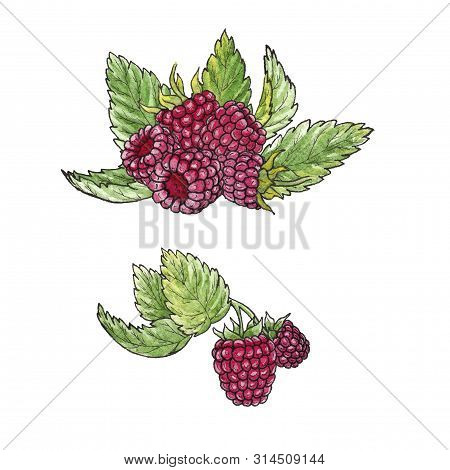 Hand Drawn Watercolor Illustration Set Of Raspberry Elements On White Background. 
Isolated Watercol