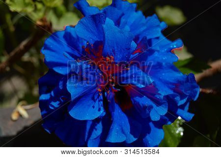 A Deep Blue Fatasy Hibiscus, Algeria, Africa