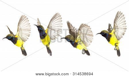 Beautiful Flying Bird (olive-backed Sunbird) Isolate On White Background. The Collection Flying Bird