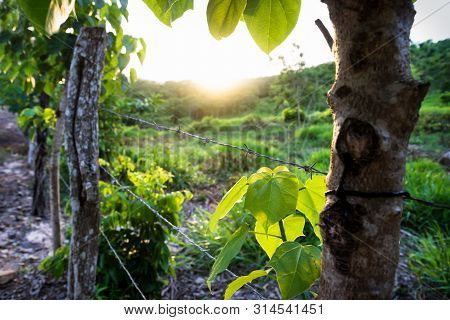 Sunset In The Green Hills Along A Fence With Barbwire, El Remate, Guatemala