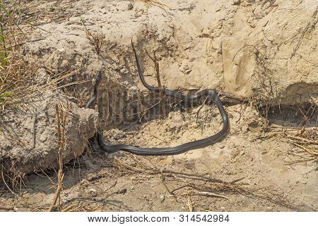 An Eastern Black Rat Snake On A Sandy Shore On Assateague Island National Seashore In Maryland