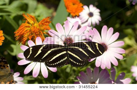 Zebra Longwing motýl