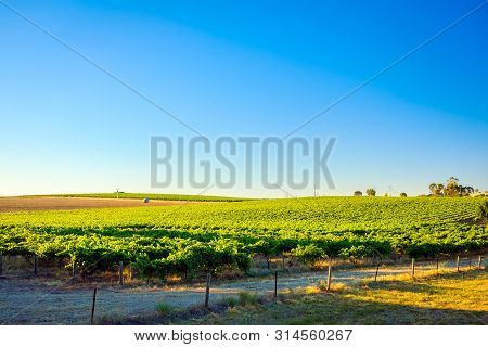 Vineyards Near Lyndoch, Barossa Valley Wine Region, South Australia