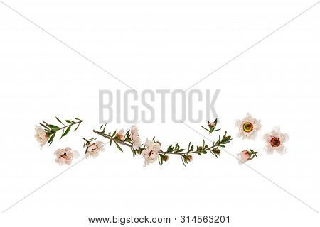 White Manuka Flowers In Bloom Isolated On White Background With Copy Space