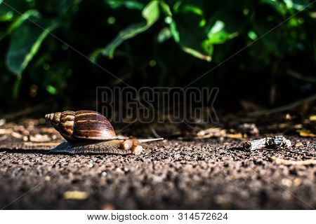Hawaiian Snail Crawling On The Paved Road In The Background Of Green Leaves