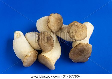 King Oyster Mushroom Pleurotus Eryngii On Blue Background,pleurotus Eryngii (king Oyster Mushroom) I