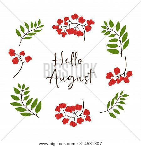 Inscription Hello August On A White Background With Leaves And Rowan Berries, Vector Illustration