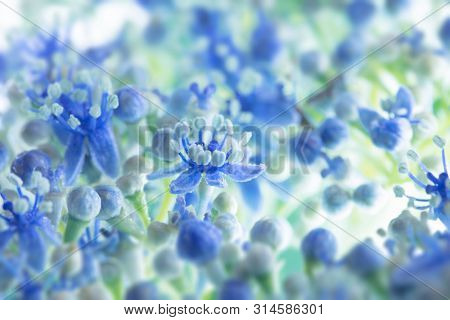 Lacecap hydrangea or Gaku ajisai (Hydrangea macrophylla 