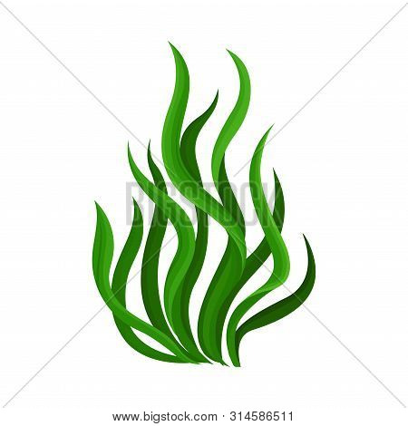 Thick Algae Bush. Vector Illustration On White Background.
