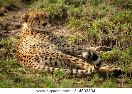 Cheetah Lies In Patchy Grass Facing Right