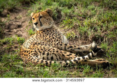 Cheetah Lies In Patchy Grass Looking Back