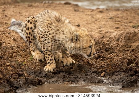 Cheetah Cub Sits By Water Looking Right