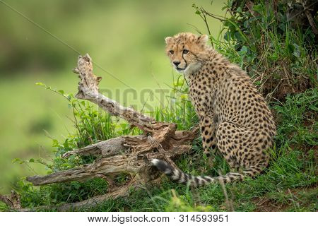 Cheetah Cub Sits Between Log And Bush