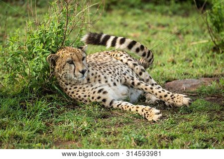 Cheetah Lies Against Leafy Bush Flicking Tail