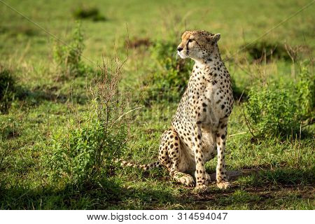Cheetah Sits Among Leafy Bushes Turning Head