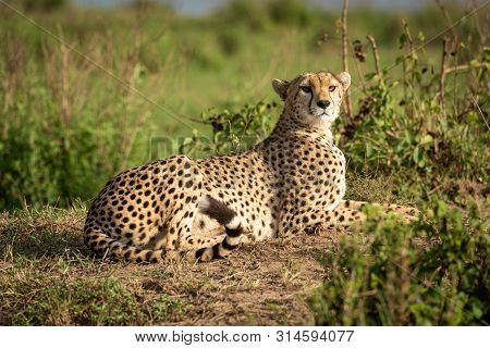 Cheetah Lies On Dirt Bank Looking Round