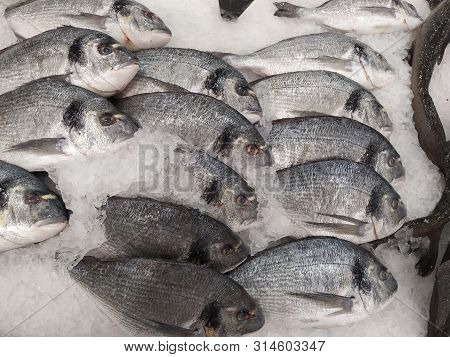 Many Fresh Raw Dorada Fish On White Ice Background. Healthy Food Concept, Top View,