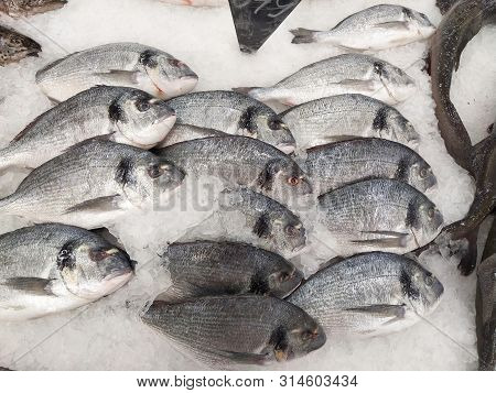 Many Fresh Raw Dorada Fish On White Ice Background. Healthy Food Concept, Top View,