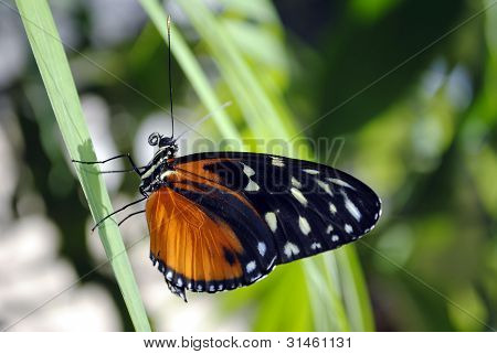 ผีเสื้อ (Heliconius hecate)
