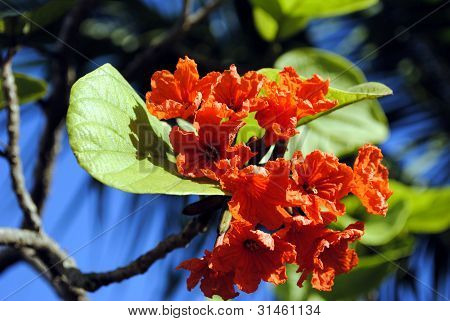Cordia sebestena ORANGE GEIGER træ