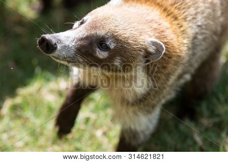 Portrait Of Cute White Nosed Coati, Nasua Narica, Begging For Food, Fighting And Looking At A Camera