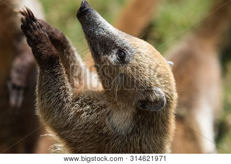 Portrait Of Cute White Nosed Coati, Nasua Narica, Begging For Food, Fighting And Looking At A Camera