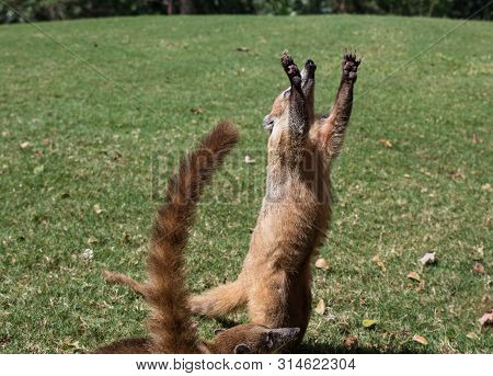 Portrait Of Cute White Nosed Coati, Nasua Narica, Begging For Food, Fighting And Looking At A Camera