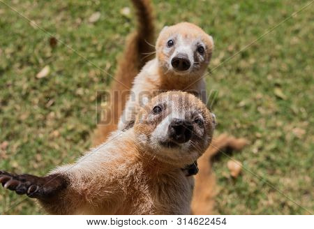 Portrait Of Cute White Nosed Coati, Nasua Narica, Begging For Food, Fighting And Looking At A Camera