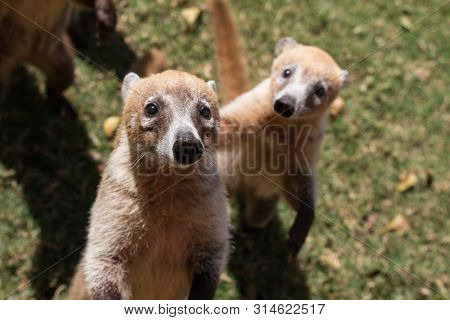 Portrait Of Cute White Nosed Coati, Nasua Narica, Begging For Food, Fighting And Looking At A Camera