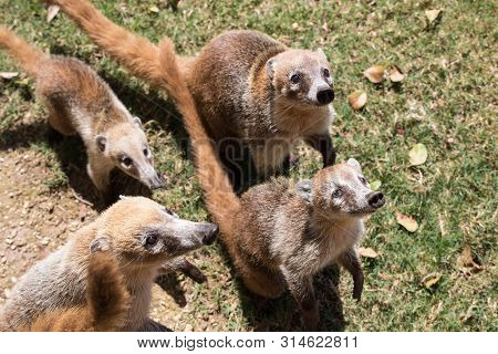 Portrait Of Group Cute White Nosed Coatis, Nasua Narica, Begging For Food, Fighting And Looking At A