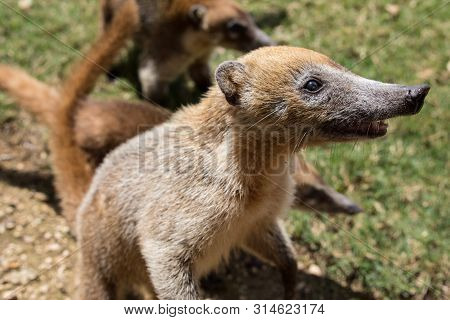 Portrait Of Group Cute White Nosed Coatis, Nasua Narica, Begging For Food, Fighting And Looking At A