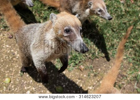 Portrait Of Group Cute White Nosed Coatis, Nasua Narica, Begging For Food, Fighting And Looking At A