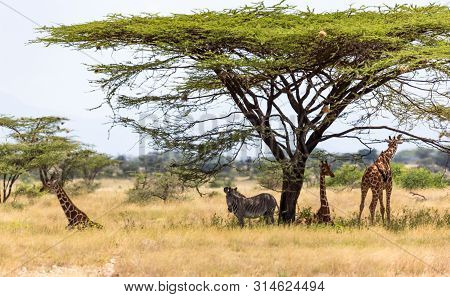 Giraffes And A Gravy Zebra Under The Crown Of A Shady Tree