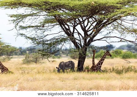 Giraffes And A Gravy Zebra Under The Crown Of A Shady Tree
