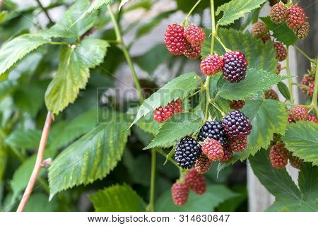 Bunch Of Ripe Berries And Unripe Blackberries On A Branch