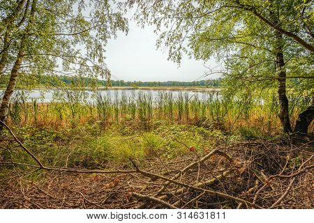 Small And Shallow Lake Visible Among The Trees And Shrubs On The Bank. In The Foreground Are Fallen 