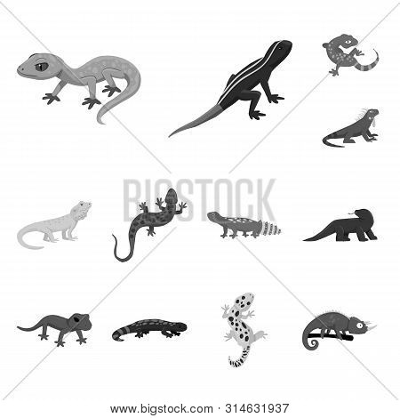 Isolated Object Of Wild And Exotic Icon. Collection Of Wild And Fauna Stock Vector Illustration.