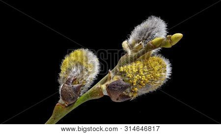 Salweide - Salix Caprea - Flowering On Black Background - Isolated - As Background