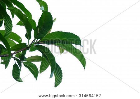 Top View Elephant Apple Tree With Leaves Branches Growing In A Garden On White Isolated Background F